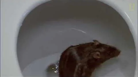 Porque os ratos conseguem andar nas paredes?