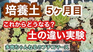 【多肉植物】土の違いで大きさや育ち方に違いが出るか⁉️培養土で育てて5ヶ月❣️実験継続します