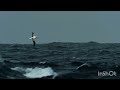العصفور المغرور العصفور المغرور