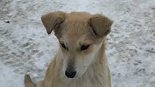 Fighting For Food .🍖🍗🥩#feeding #stray #dogs by With Love To Animals  242 views 3 months ago 5 minutes, 50 seconds