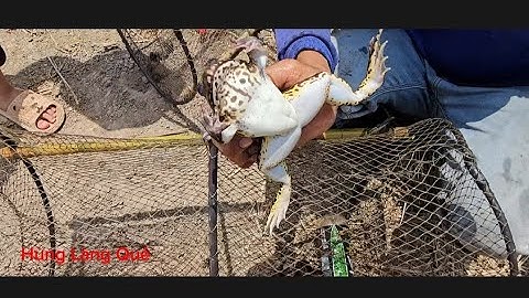 Đi thăm lợp cá lóc về làm món cá nướng trui ếch xào rau răm đậu phộng lai rai mấy lon|Hùng Làng Quê