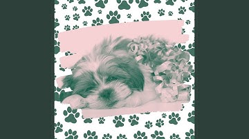 Pulsating Moods for Sweet Puppy