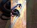 Deadly Look but Harmless? Mexican Black Kingsnake ki Shocking Truth 🐍⚫#petssnake#snakefacts