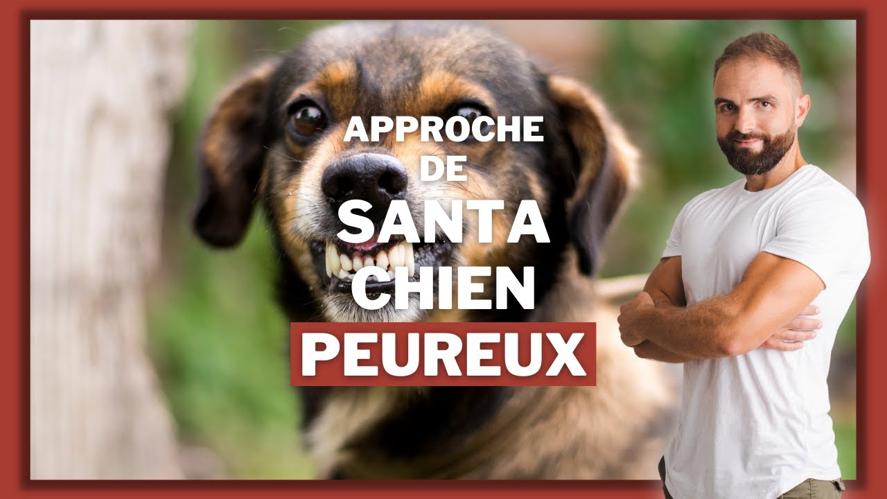 Comment Approcher Un Chien Peureux Et Le Dresser Pour Qu'il Ne Le Soit Plus  ? - Youtube