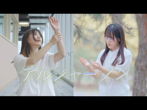 【真曈sumu x车厘子】アルジャーノン- ヨルシカ【刀不刀 ver.】【踊ってみた 】
