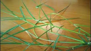 Kalanda Lugo/Bamuda Grass/Synoda Dactirone