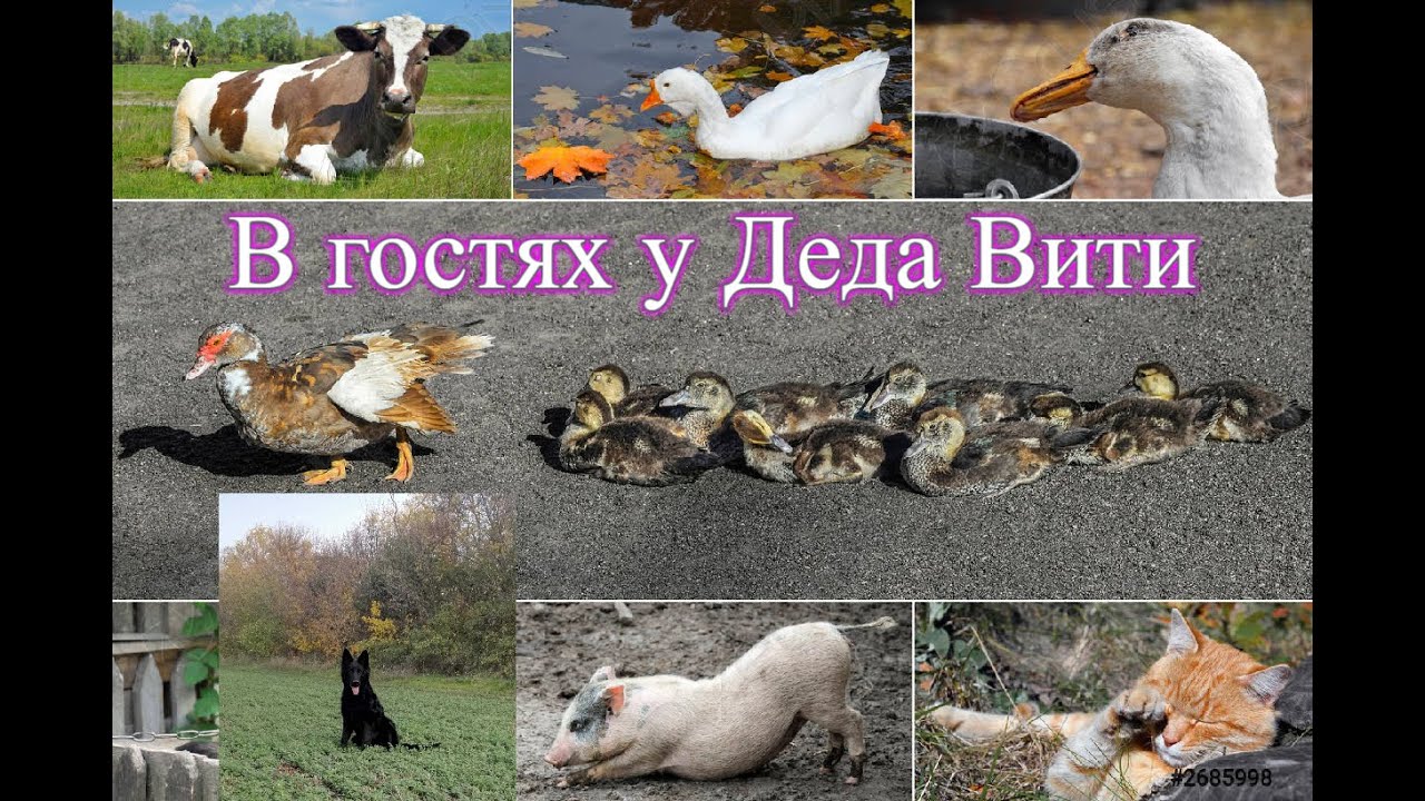 домашние животные дешево