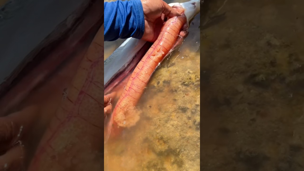 🎣 Big Needlefish Full of Eggs! Catch & Cook Delicious Seafood Recipe 🍳🔥