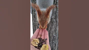 Показываю, какие орехи больше всего любят белки / I show you which nuts are most loved by squirrels