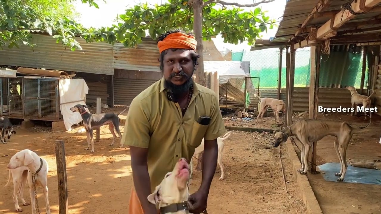 ஆட்டோ ஓட்டுநரின் பகுதி நேர நாட்டு நாய்கள் வளர்ப்பு மற்றும் விற்பனை