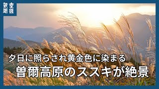 深まる秋　曽爾高原のススキが絶景