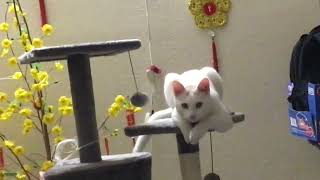 My Beloved Mochi Having A Great Time