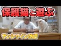 【保護猫生活】池崎!人間嫌いの保護猫と遊ぶ【サンシャイン池崎】保護猫活動