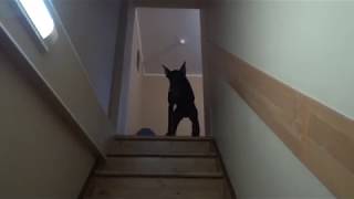 Доберман Дейк и лестница  Преодоление страха. / Doberman and stairs. overcoming fear.