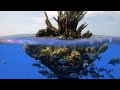 Finding the tree of life  wahoo grouper  lion fish  ccc