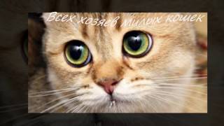 МЯУ МЯУ котики. День кошек. Видео открытки. МЯУ МЯУ котики. День кошек. Видео открытки.