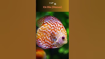 10 Loài Cá Kiểng Đỉnh Cao Của Vẻ Đẹp