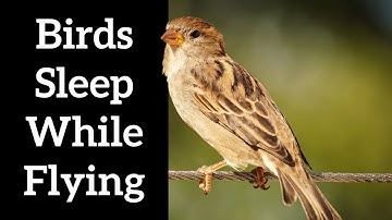 How Do Birds Sleep While Flying? - A Cool Sleep Trick