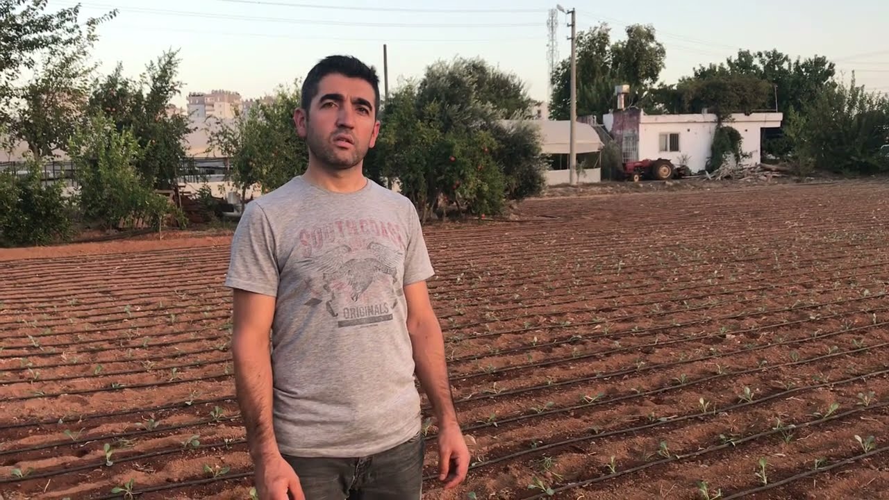 Как посадить рассаду капусты?