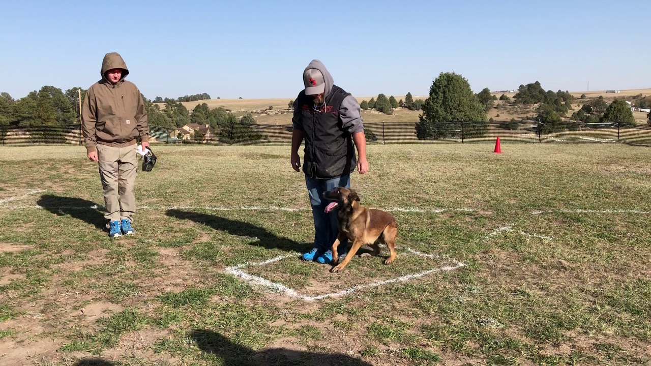 Impact French Ring 2 regionals