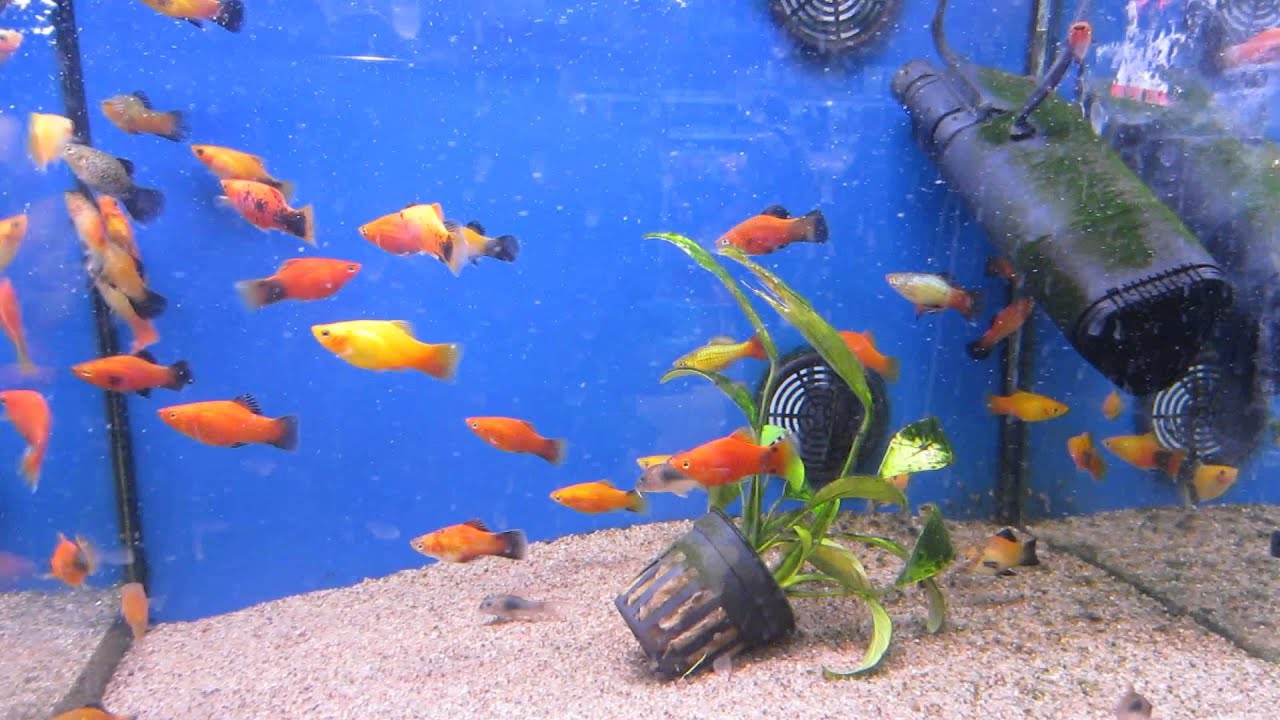 Freshwater fish at Råholt Zoo pet store - YouTube