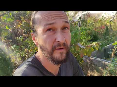 Videó: Molucca Gyógynövény