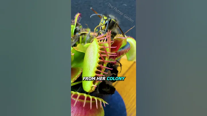 Queen Wasp vs Venus Flytrap