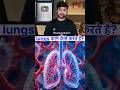 lungs काम कैसे करते हैं? #ytshorts #lungs #respiration