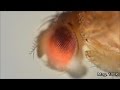 Fruit fly and its life-cycle under the microscope