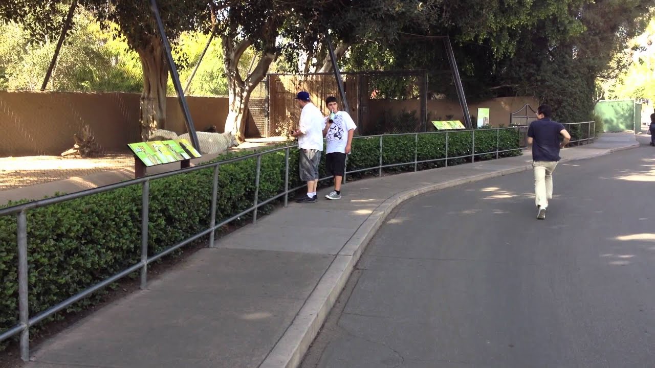 A Guy running with a Wolf in San Diego Zoo