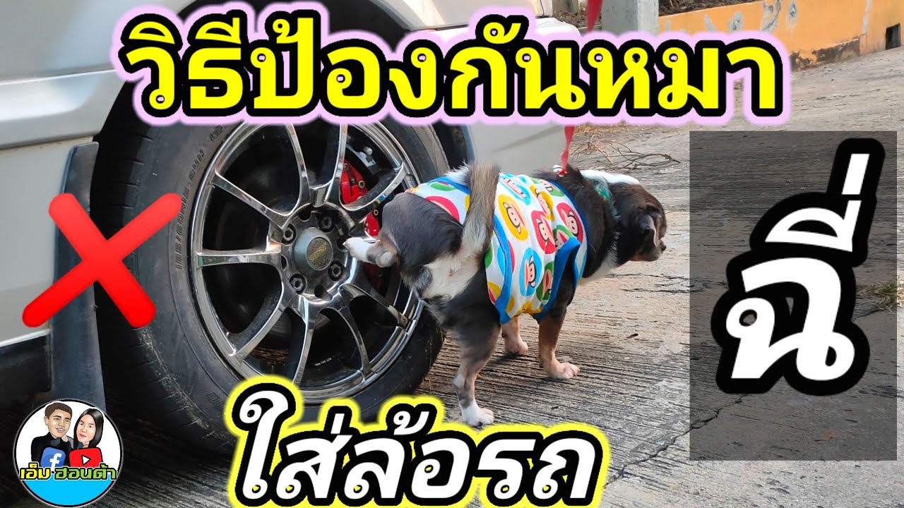 วิธีป้องกันหมาฉี่ใส่ล้อรถ เทคนิคง่ายๆลองทำตามกันดู
