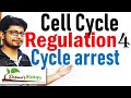 Cell cycle arrest | Cell cycle regulation lecture 4