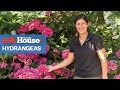Everything to Know About Hydrangeas | Ask This Old House