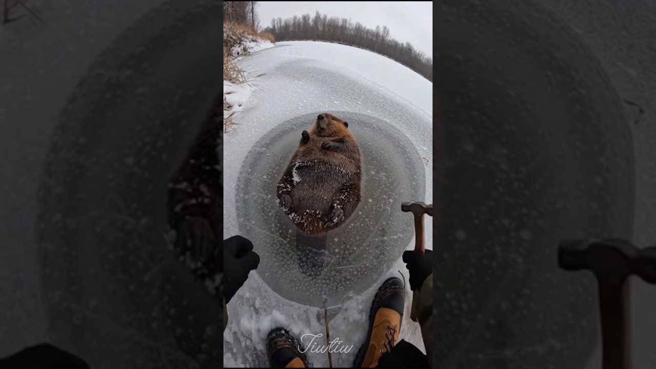Breaking Ice to Save a Frozen Beaver 🦫