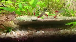 Do Kuhli Loaches like spirulina?.....Oh yes! by Distantgem 49 views 3 years ago 53 seconds