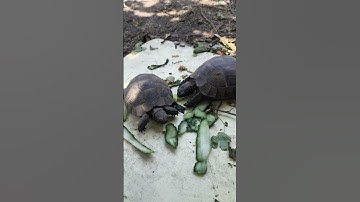 He Was Patient… Now He Eats! 😎 #turtle #turtlewatching #cuteanimal