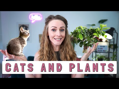 Video: Reviving A Plant Eaten By Cats: How To Save Houseplants From Cats