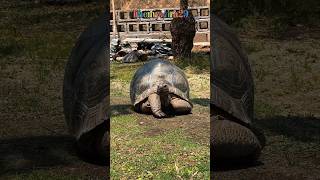 Kura-kura terbesar di dunia #kurakura #aldabra #turtle