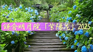 【4K】鎌倉明月院「紫陽花」2025
