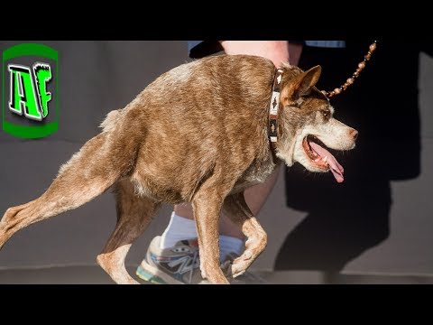 13 ყველაზე უშნო ძაღლი მსოფლიოში