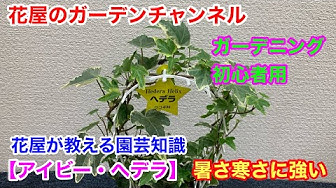 アイビー Youtube
