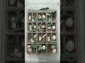 Camaleones naciendo | chameleon egg hatching