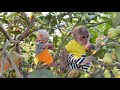 Sinsin the monkey dives around to find fruit for baby monkey zizi to enjoy for the first time