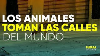 ANIMALES TOMAN LAS CALLES: el lado B de la CUARENTENA por CORONAVIRUS - #FuerzaNatural