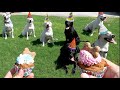 PUPPIES' FIRST BIRTHDAY PARTY!! (FAMILY REUNION OF 8)