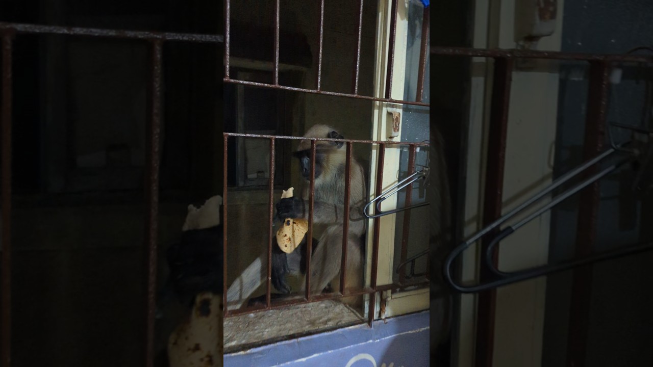 Dekho Monkey Ko Kya khane Diya 