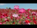 TOKYO  JAPAN 国営昭和記念公園・花の丘のポピー　poppy Flower garden 花の名所 花見頃 東京観光