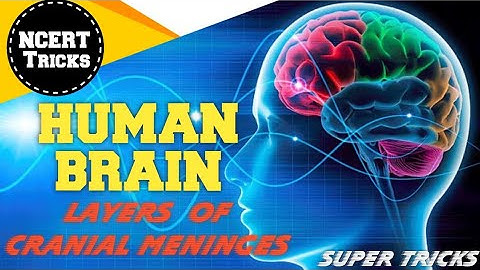 BRAIN/Neural Control & Coordination/TRICKS for Layers of Cranial Meninges Biology 11/NCERT/NEET/NDA