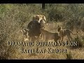 Dramatic Buffalo vs Lion Battle in Kruger - Kings Camp