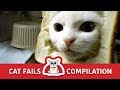 Epic Cat Fails Compilation | Try Not to Laugh Challenge